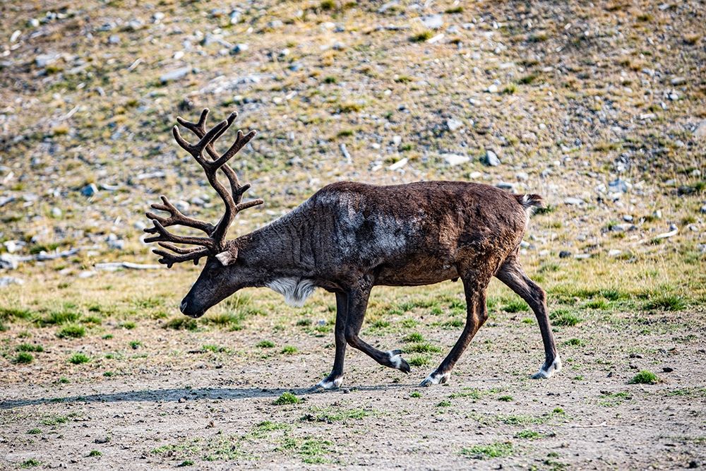 Denali-Alaska-Reindeer-large antlers-caribou